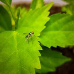fly on leaf