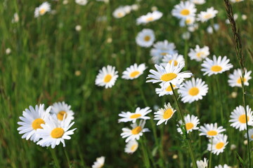 Fototapeta premium 群生して咲く白いノースポールギクの花