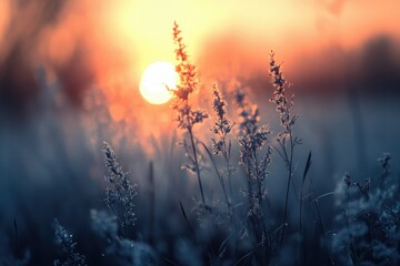 Serene sunset scene with frost-covered grass, a magical moment of nature's beauty.