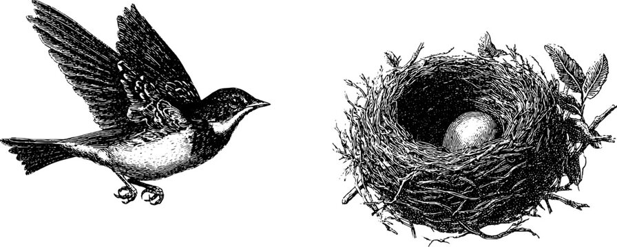 Engraved illustration of lark in flight and sky nest with egg for nature lovers