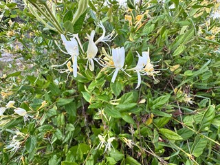 Lonicera japonica, or Japanese honeysuckle, with fragrant white and yellow flowers among green...