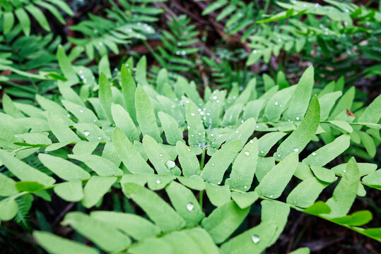 Royal fern, Antojil, flowering fern, Osmunda regalis. In the green forest, Asturias, Spain