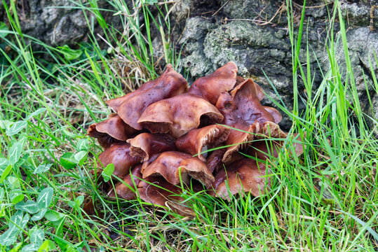 Shingle mushroom, Gymnopus fusipes, Collybia fusipes, Synonyms: Collybia fusipes. Asturias, Spain, Europe