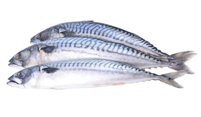 Fresh fish mackerel isolated
