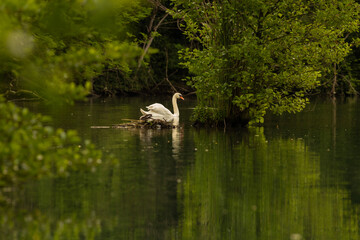 Obraz premium Swan