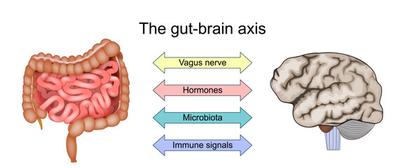 Gut brain axis. Immune signals, Gut Microbiota, Hormones, and Vagus nerve