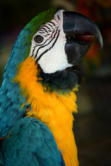 Fototapeta premium An amazon parrot with blue and white feathers with interesting markings on the face.