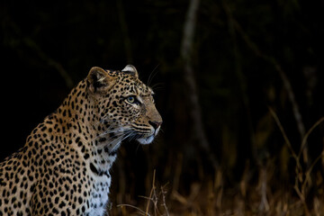 A female leopard watches her prey
