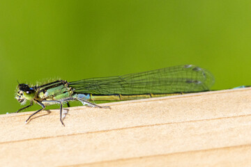 Blue tailed damselfly close up. High quality photo
