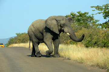 Fototapeta premium Single African elephant in the Kruger National Park South Africa.