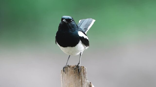 Oriental Magpie-robin (Copsychus saularis) male close-up with blurred background 