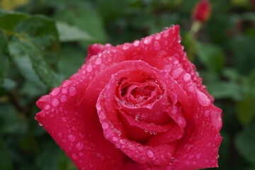 雨に濡れた薔薇（マリアカラス）