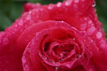 雨に濡れた薔薇（マリアカラス）
