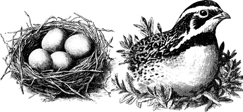 Engraved nature illustration set: quail and bush nest for wildlife art and design projects
