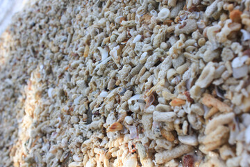 Coral Fragments on the Shore.  A close-up of broken coral pieces scattered across the shore, highlighting texture and natural forms.