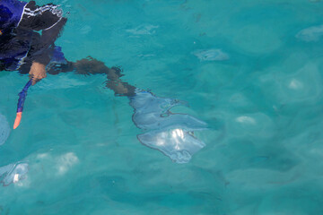 Snorkeler with Fin Reflected in Clear Tropical Water. A close-up view of a snorkeler partially...