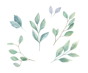 Greenery print. Watercolor  branches and leaves collection. Hand drawn isolated illustration on white background