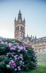 Glasgow University Tower Behind Rhododendron Bush