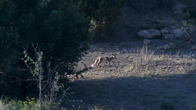 Maghreb Red Fox Vulpes vulpes ssp. barbara call 