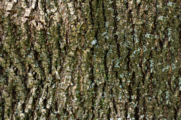 Close-up of tree bark texture. Natural wooden surface with organic cracks and grooves. Ideal for...