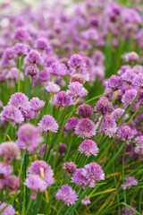 Close up image of blooming chive, allium schoenoprasum flowers with vivid purple petals and green stems. Gardening, nature, or herbal plants, landscape design, decorative plant for flowerbed.
