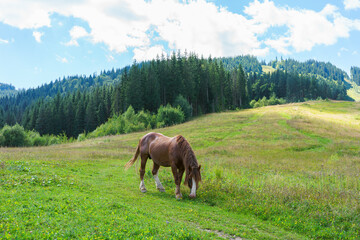 Brown horse calmly grazes in lush green meadow under bright blue sky. Mountainous terrain and dense forests create serene background and tranquility of rural life landscape.