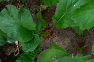 A close-up shot of a red radish growing in the garden soil