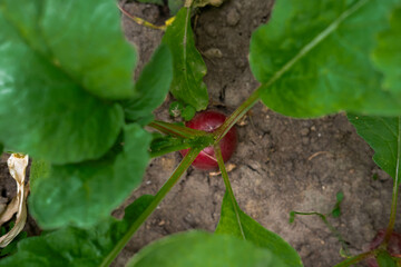 A close-up shot of a red radish growing in the garden soil