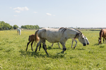Lusitano horses grazing together in a lush green field, Golegã