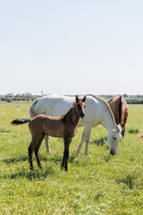 Lusitano horse foal with other Lusitano horses grazing in open field, Golegã