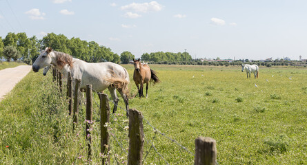 Lusitano horses next to a wooden fence in an open field, Golegã