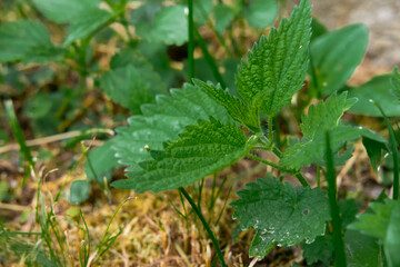 Nettle (Urtica dioica) growing in the grass