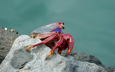 Red rock crab (Grapsus adscensionis) grazing on rocks  Lanzarote 