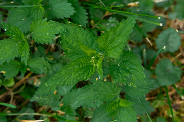 Nettle (Urtica dioica) growing in the grass