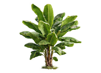 Lush Green Banana Tree