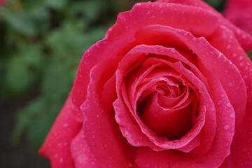 雨に濡れた薔薇（マリアカラス）