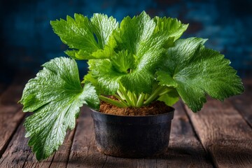 Fresh green celery plant in a black pot placed on a wooden table against a blue backdrop