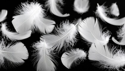 Obraz premium White Feathers Floating on Black Background