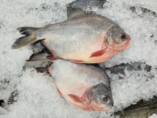 Freshwater Pomfret at fish market