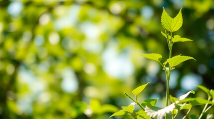 Obraz premium Sources for renewable, sustainable development. Environment and ecology concept.Green plant on sunny background.