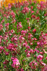 Obraz premium Pink flowers of Erysimum cheiri or Cheiranthus cheiri, the wallflower, in the garden
