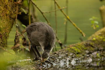 Eurasian coot