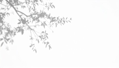 Fototapeta premium Grey Leaf Shadows on White Background