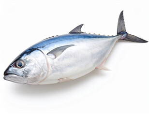 Fresh Skipjack Tuna Isolated on White Background, Close Up Seafood for Culinary and Commercial Use