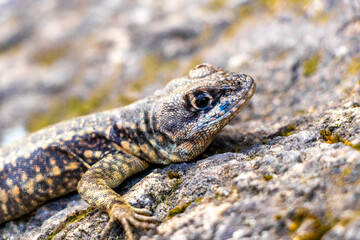 Lizard on rock in tropical rainforest Rio de Janeiro Brazil.