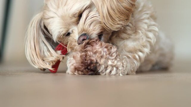 Cute maltipu dog of light color close-up. The pet is licking its paws. The puppy has an allergic reaction to food. The problems of decorative dogs. Hypoallergenic breed
