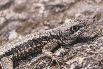 Lizard on rock in tropical rainforest Rio de Janeiro Brazil.