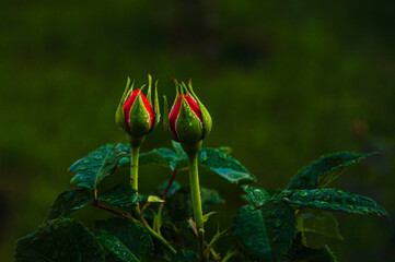 Two vibrant rose buds with red tips stand tall among green leaves, glistening with dew in a serene...