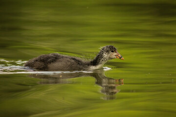 Eurasian coot