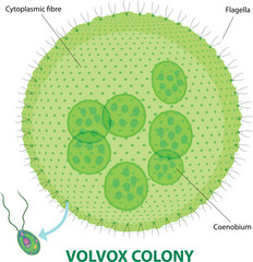 illustration of volvox colony diagram